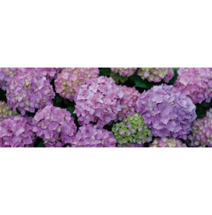 Hydrangeas Tempered Glass Art