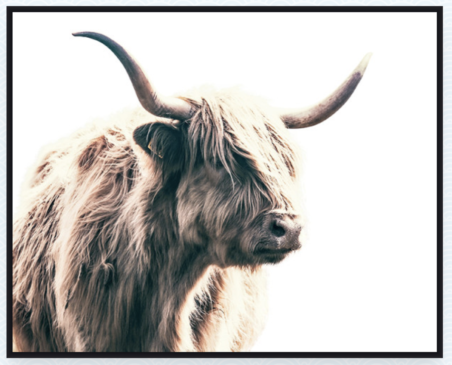 Box Frame - Highland Bull