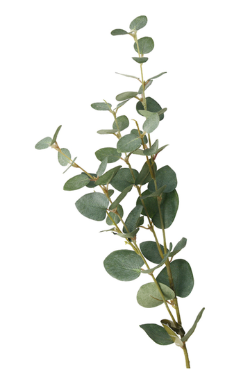 Eucalyptus Spray Green