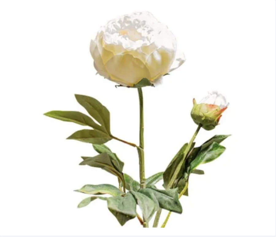 Half Ball Peony - Cream