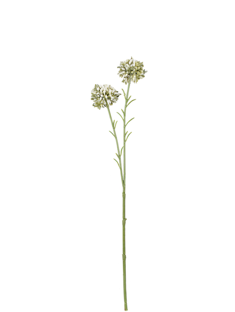 Mini Allium Cream