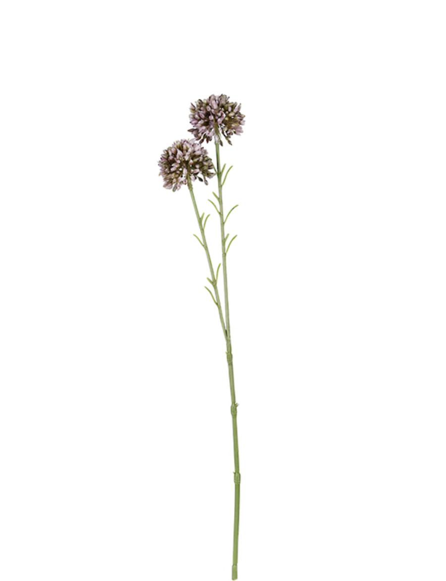 Mini Allium Lavender