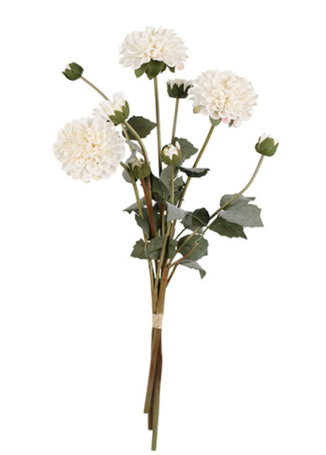 Pompon Dahlia Bundle x3 Cream