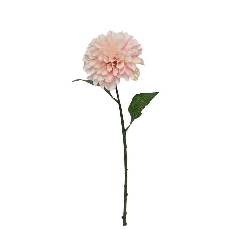 Pompom Dahlia - Blush