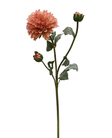 English Dahlia - Peach