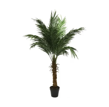 Phoenix Palm with Pot